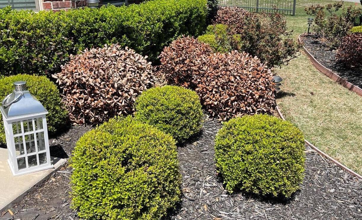 We remove dead shrubs from the winter freeze in North Texas.